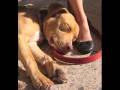 Bring a BAFN dog Home For The Holidays - Call 917 754-3537 Bring a BAFN dog Home For The Holidays - Call 917 754-3537