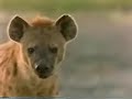 leones contra hienas lions vs hyenas 