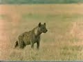 leones contra hienas lions vs hyenas 