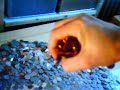 World record for holding the most pennies in one hand