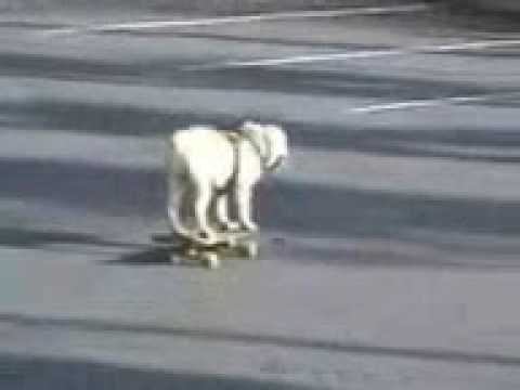 gaddi kutta