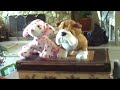 WEBKINZ 3 THE RETURN