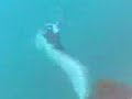 Huge Stingray