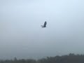 Osprey and Bald Eagle Fishing at Vlai Pond - 4/29/07