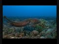 scorpion fish eating octopus