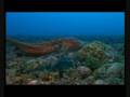 scorpion fish eating octopus