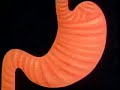 Digestive System (2nd Ed., Rev.) (Clip)