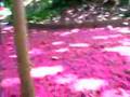 gavea