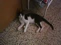 Takun siendo asustado por un ventilador