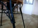 tite bergere australienne