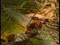 Mantid - Gottesanbeterin k�mpft mit riesen Hornisse
