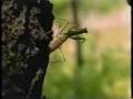 Mantid - Gottesanbeterin kämpft mit riesen Hornisse