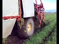 wortels rooien