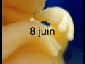 Aujourdhui ma maman ma fait mourir