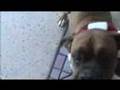 Boxer Dog Claus