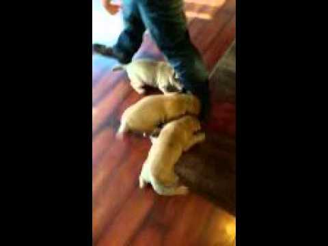 My girls playing in living room