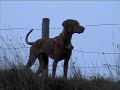 One small step for man, amazing giant leaps for a Vizsla!Please sponsor me to run the 2009 London Marathon www.justgiving.com/clairejbarham