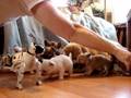 Puppies watch Robot Dog
