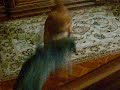 giochi fra cani e gatti