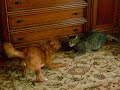giochi fra cani e gatti