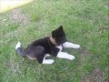 See my akita puppy grow in just a few weeks! this is my american akita puppy porscha from 8 weeks old to 11 weeks old! As she gets older check back here for more videos!! Thanks for Watching!!!