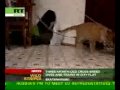 Liger cub roams Russian city flat