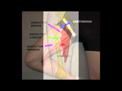 how to relieve adductor pain