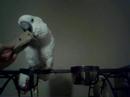 Cricket The Cockatoo Cricket The Cockatoo