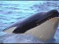 Orcas - Thunderstruck - ACDC