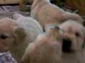 Sandlewood litter