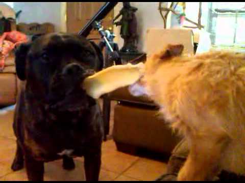 bullmastiff
