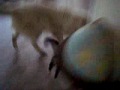 video of my dog (dozer) and my cat (haro) playing video of my dog (dozer) and my cat (haro) playing
