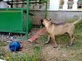 Duke to loko