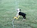 Hodgy vs Sprinkler