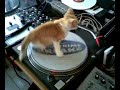Rotocat