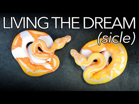 YouTube reptile video