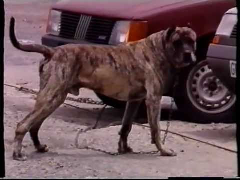 perro de presa canario