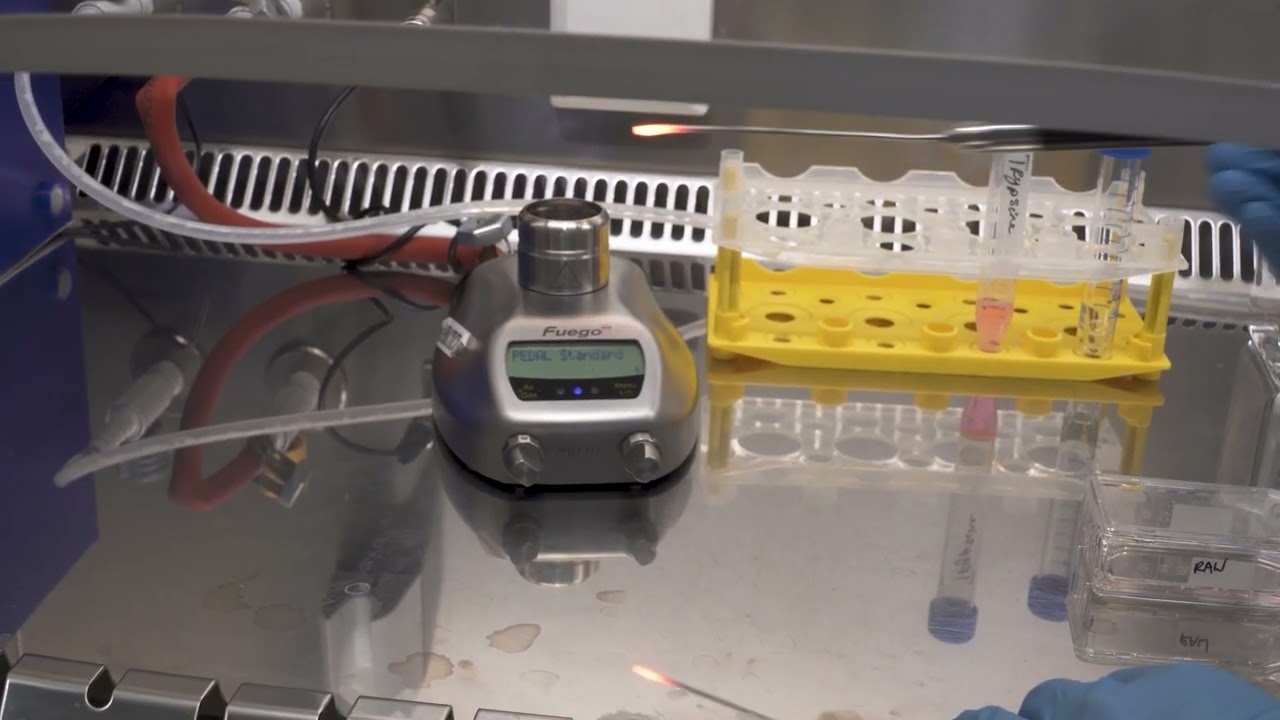 Cell suspension preparation (trypsin)