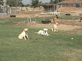 schenskakennels schenskakennels
