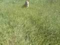 Fuga in La minor cu Rocky - Cornel Marginean