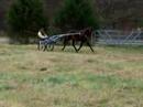 Picklez Jogging 1 Picklez Jogging 1