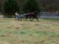 Picklez Jogging 1