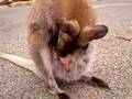 Wallaby!
