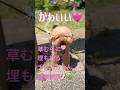 草むらに埋もれるチョコ探検隊長🐶🌿今日も自由すぎる🐶🤭💖💦
