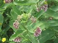 phyto phyto