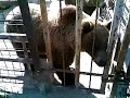 B�r im Gehege