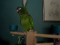 My Blue Crowned Conure