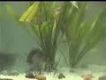 PygoManiacs Piranha PygoManiacs Piranha