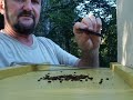 SMALL HIVE BEETLES, Hive Beetle trap...
