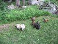 Lily and the Chickens